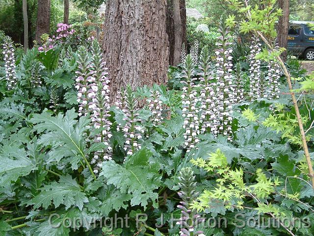 Acanthus mollis